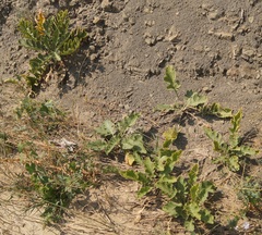 Crambe koktebelica
