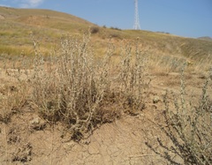 Camphorosma monspeliaca