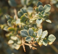 Medicago cretacea