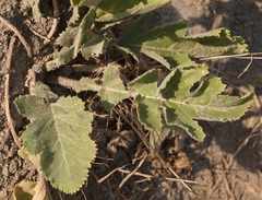 Crambe koktebelica