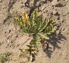 Crambe koktebelica