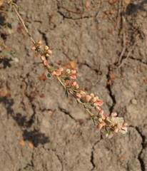 Atraphaxis replicata