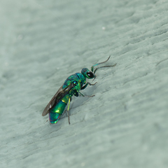 Chrysis cessata