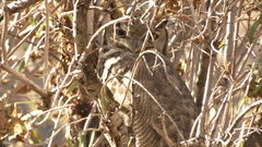 Bubo virginianus magellanicus