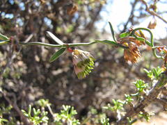 Microloma poicilanthum