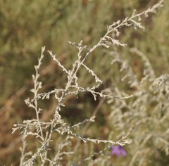 Artemisia santonicum