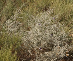 Artemisia santonicum