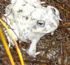 Tomopterna delalandii