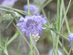 Scabiosa canescens