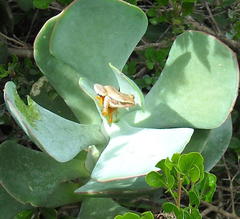 Hyperolius horstockii