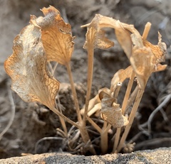 Lomatium nudicaule