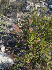 Erica curtophylla
