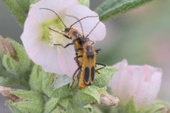 Chauliognathus scutellaris