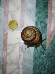 Helix straminea