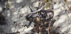Hetrodes pupus