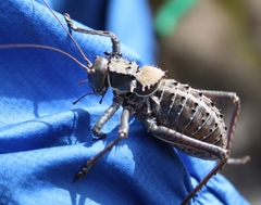 Hetrodes pupus