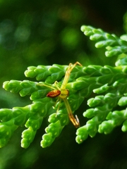 Misumena spinifera