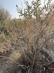 Chrysothamnus viscidiflorus lanceolatus
