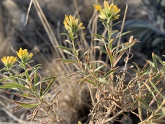 Chrysothamnus viscidiflorus lanceolatus