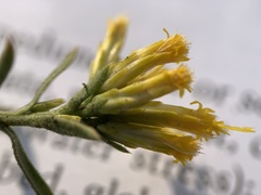 Chrysothamnus viscidiflorus lanceolatus