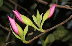 Bauhinia variegata variegata