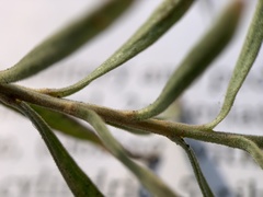 Chrysothamnus viscidiflorus lanceolatus