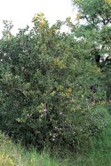 Bauhinia variegata variegata