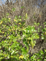 Vasconcellea chilensis