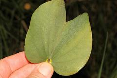 Bauhinia variegata variegata