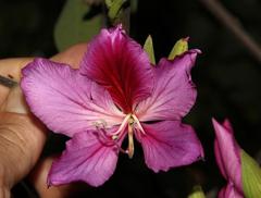 Bauhinia variegata variegata