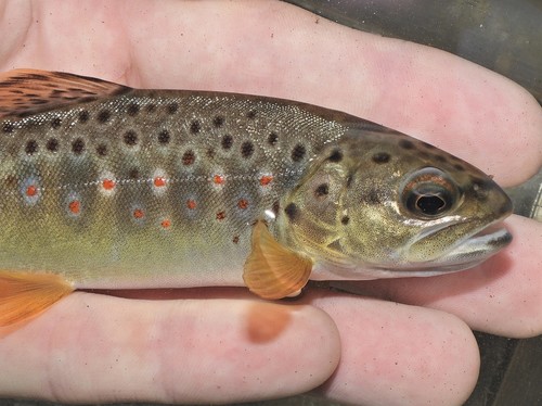 Brown Trout