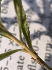 Chrysothamnus viscidiflorus lanceolatus