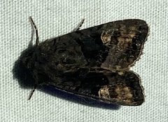 Euplexia