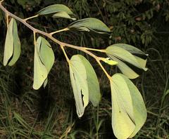Bauhinia variegata variegata