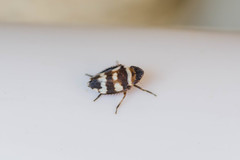 Anoscopus