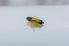 Evacanthus interruptus