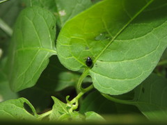 Psylliodes dulcamarae