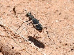 Cicindela schauppii