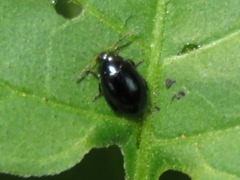 Psylliodes dulcamarae