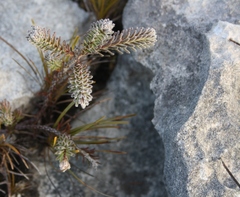 Erica calcareophila