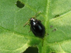 Psylliodes dulcamarae