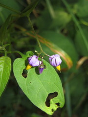 Psylliodes dulcamarae