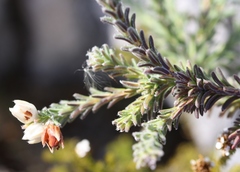 Erica calcareophila