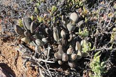 Cotyledon orbiculata orbiculata