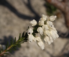 Erica calcareophila