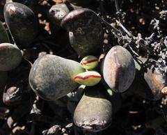Cotyledon orbiculata orbiculata