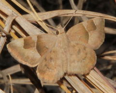 Sarangesa phidyle