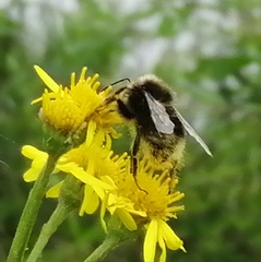 Bombus campestris