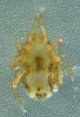 Ornithonyssus
