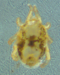 Ornithonyssus